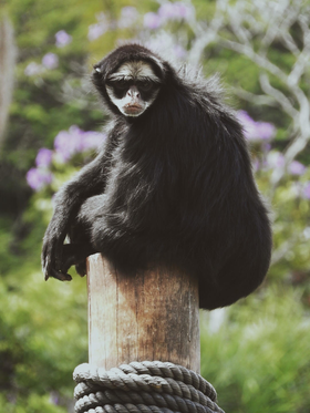 Espécime num zoológico de São Paulo