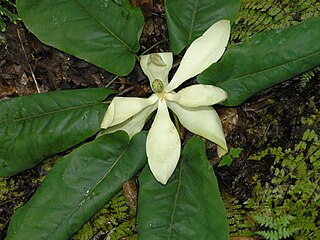 M. fraseri flower and foliage.