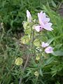 Malva moschata