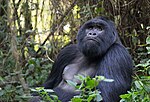 A gorilla sitting in a jungle