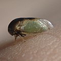 Treehopper of the genus Micrutalis on my finger. Thanks to Andy Hamilton at BugGuide.net for ID.