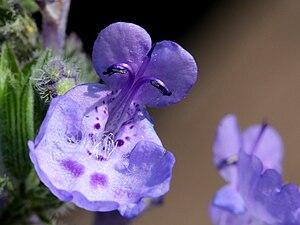 개박하(Nepeta cataria)