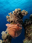 Nudibranch egg ribbon at Shaab Mahmoud (Red Sea), Egypt