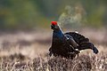 Birkhuhn (Black grouse)