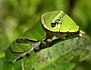 Chenille de Papilio polymnestor