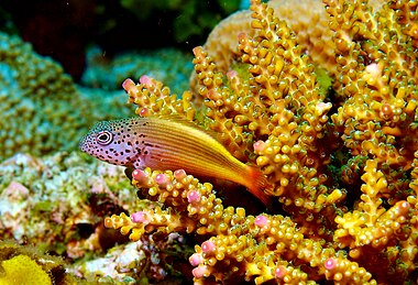 Black-sided hawkfish