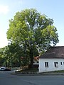 Ulmus glabra Huds., Pelhřimov, Czech Republic, 2017