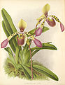 Пафиопедилюм Лоу. The Orchid Album., 1891.