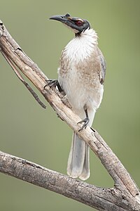 Noisy friarbird, by JJ Harrison