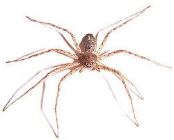 Philodromus praelustris