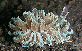 Phyllodesmium crypticum.