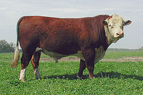 Image illustrative de l’article Hereford (race bovine)