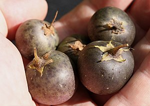 Fruits de pomme de terre