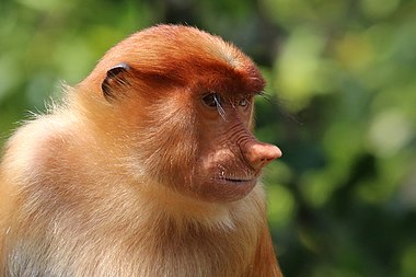 Female proboscis monkey on Borneo