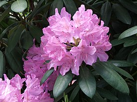 Rhododendron catawbiense