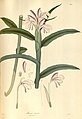 Roscoea purpurata purpurata