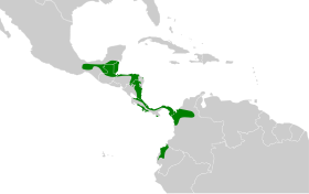 Distribución geográfica del tirahojas guatemalteco.