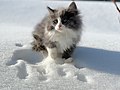 雪の中で遊ぶサイベリアンの子猫（生後3ヶ月）