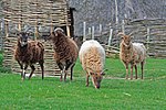 Le mouton, une des premières espèces domestiquées en tant que bétail.