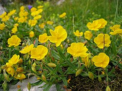 Kultapäivännouto (Helianthemum nummularium)