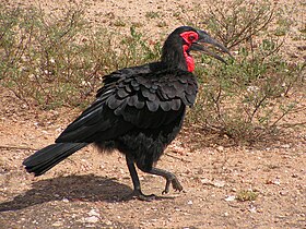 Southern ground hornbill (Bucorvus leadbeateri)