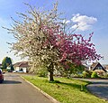 Strawberries and Cream Tree in full bloom in April 2020