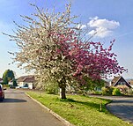 Strawberries and Cream Tree in full bloom in April 2020