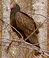 Turkey vulture, a New World vulture