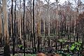 Forest burnt along the Acheron Way regenerating April 10