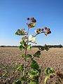 Лопух большой (Arctium lappa)