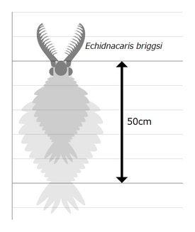 Размер Echidnacaris briggsi