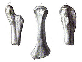 Úmero de Actiosaurus gaudryi (vista anterior), Sauvage (1883).