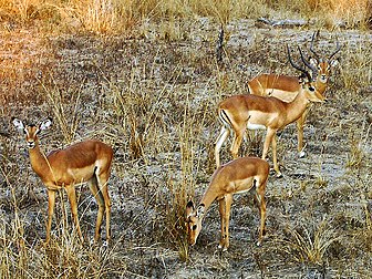 Petit groupe d’antilopes à queue noire (ou impalas de Rooibok, Aepyceros melampus) dans le Parc national de Luangwa Sud (Zambie), 2005. (définition réelle 720 × 540*)