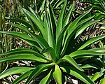 Agave desmettiana