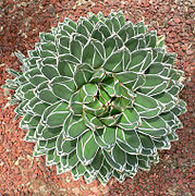 Agave victoriae reginae