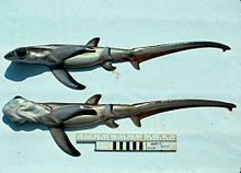 Bigeye thresher shark (Alopias superciliosus) embryos