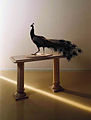 Peacock, 1999 Israel Museum Collection