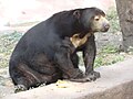 Sunbear at Nehru Zoological Park Hyderabad