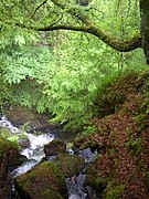 The Birks of Aberfeldy