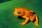 En Gyllene padda (Bufo periglenes), nu utrotad.