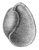 apertural view of the shell