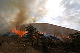 大室山の山焼き