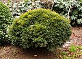 Buxus bodinieri