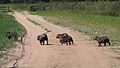 Capivara