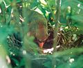 Female Cardinal on her nest.