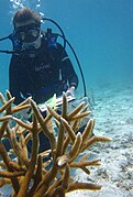 Cultivo de A. cervicornis en Oracabessa, Jamaica