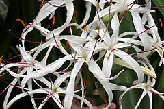 Description de l'image Crinum mauritianum flower.jpg.