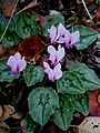 Cyclamen hederifolium flowers and leaves