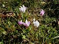 Cyclamen hederifolium & 'Album'