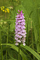 Inflorescence